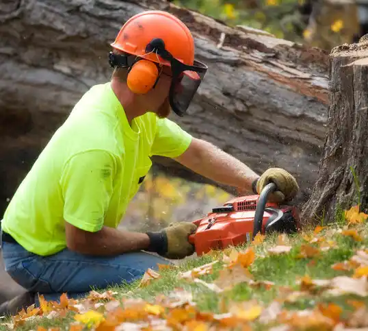 tree services Marionville